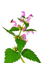 Deadnettle (lamium genus) in flower with fly, Slovenia, Europe, June. meetyourneighbours.net project