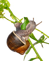 Roman snail ( Helix pomatia) feeding, Slovenia, Europe, June. meetyourneighbours.net project