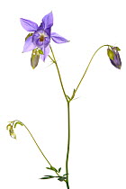 European columbine (Aquilegia vulgaris) in flower, Slovenia, Europe, May. meetyourneighbours.net project