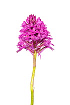 Pyramidal orchid (Anacamptis pyramidalis) in flower, Slovenia, Europe, June. meetyourneighbours.net project
