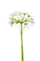 Bear's garlic / Ramsons / Wild garlic (Allium ursinum) in flower, Slovenia, Europe, May. meetyourneighbours.net project