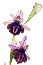 Spruner's Ophrys orchid (Ophrys spruneri) an orchid endemic to Southern Greece with a wide distribution. Has same pollinator as (Ophrys sipontensis) in Gargano, Southern Italy that has effected parall...