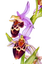 Heldreich's Ophrys orchid (Ophrys heldreichii) a striking species of orchid found in Southern Greece and the islands, Plakias, Crete, Greece, April.  meetyourneighbours.net project