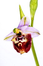 Candia's Ophrys orchid (Ophrys candica syn Ophrys holoserica ssp candica or Ophrys fuciflora ssp candica) a rare species flowering slightly later than most other Ophrys in Crete and Southern Italy, Gi...