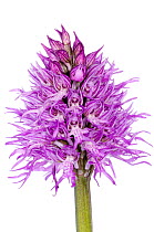 Naked man orchid (Orchis italica) widespread around the Mediterranean, often growing in considerable numbers, Crete, Greece, April.  meetyourneighbours.net project