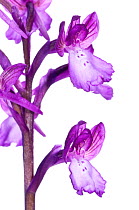 Bory's orchid (Orchis boryi) a rare species endemic to Southern Greece (the Peloponnese) and Crete, Greece, April.  meetyourneighbours.net project