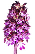 Lady orchid (Orchis purpurea) a widespread species in Central and Southern Europe, rare in the UK, Crete, Greece, April.  meetyourneighbours.net project