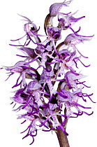 Monkey orchid (Orchis simia) widespread in Central and Southern Europe, very rare in UK, Crete, Greece, April.  meetyourneighbours.net project