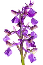 Green-winged orchid (Orchis / Anacamptis morio ssp picta) Italy, April.  meetyourneighbours.net project