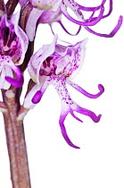 Monkey orchid (Orchis simia) widespread in Central and Southern Europe, very rare in UK, Italy, April.  meetyourneighbours.net project