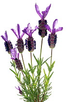French lavender (Lavandula stoechas) a scented bush that can cover large areas particularly on volcanic soils, Italy, May.  meetyourneighbours.net project