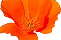 California poppy (Eschscholzia californica) the national flower of California naturalised areas of Europe, Italy, June.  meetyourneighbours.net project
