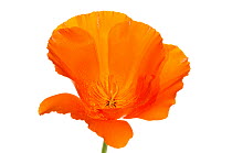 California poppy (Eschscholzia californica) the national flower of California naturalised in areas of Europe, Italy, June.  meetyourneighbours.net project
