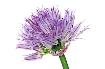 Chive (Allium schoenoprasum) flower, a wild onion that is also widely cultivated as a herb, Italy, May.  meetyourneighbours.net project