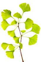 Ginkgo / Maidenhair tree (Ginkgo biloba) leaves, of medicinal value as a vasodilator, Italy, May.  meetyourneighbours.net project