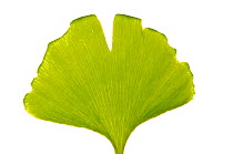 Ginkgo / Maidenhair tree (Ginkgo biloba) leaves, of medicinal value as a vasodilator, Italy, May).  meetyourneighbours.net project