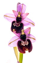 Ophrys x sorrentini orchid (Ophrys bertolonii x Ophrys tenthredinifera) hybrid, Italy, May.  meetyourneighbours.net project