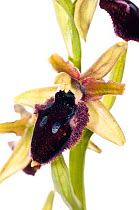 Promontory orchid (Ophrys promontori) a species endemic to Gargano and a limited region of Southern Italy, May.  meetyourneighbours.net project