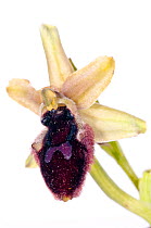 Promontory orchid (Ophrys promontori) a species endemic to Gargano and a limited region of Southern Italy, May.  meetyourneighbours.net project
