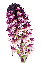 Burnt-tip Orchid (Orchis / Neotinea ustulata) an orchid with a wide distribution both in the mountains of the Mediterranean and further north, Puglia, Italy, May.  meetyourneighbours.net project