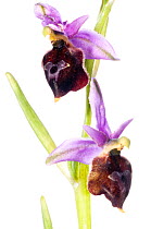 Spectacle Ophrys orchid (Ophrys argolica ssp biscutella syn. Ophrys biscutella) endemic to Gargano, Puglia, Italy, May.  meetyourneighbours.net project
