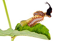 Caterpillar larvae of Southern festoon butterfly (Zerynthia polyxena cassandra) on foodplant (Aristolochia rotundifolia) Italy, May.  meetyourneighbours.net project