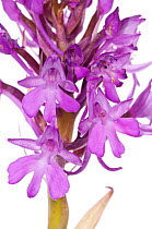 Pyramidal orchid (Anacamptis pyramidalis) widespread in Europe and one of the later orchids to flower in southern grasslands, Italy, May.  meetyourneighbours.net project