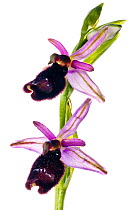 Bertoloni's Ophrys orchid (Ophrys bertolonii) locally frequent in Southern Italy, Torre Alfina, Italy, May.  meetyourneighbours.net project