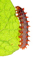 Caterpillar larva of Southern festoon butterfly (Zerynthia polyxena cassandra) on foodplant (Aristolochia rotundifolia) Italy, May.  meetyourneighbours.net project