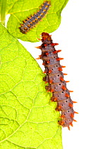 Caterpillar larvae of Southern festoon butterfly (Zerynthia polyxena cassandra) on foodplant (Aristolochia rotundifolia) Italy, May.  meetyourneighbours.net project