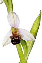 Bee orchid (Ophrys apifera) locally frequent in the UK on limestone and chalk and widespread throughout Europe, Italy, May.  meetyourneighbours.net project