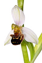 Bee orchid (Ophrys apifera) locally frequent in the UK on limestone and chalk and widespread throughout Europe, Italy, May.  meetyourneighbours.net project