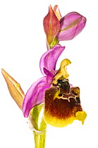 Ophrys orchid (Ophrys x maremmae) a natural hybrid between (Ophrys fuciflora) and (Ophrys tenthredinifera) occasionally found where both species are present together, Umbria, Italy, May.  meetyourneig...