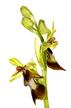 Fly orchid (Ophrys insectifera) grows at woodland edges and in grassland on limestone in Southern Europe, Torre Alfina, Italy, May.  Focus-stack-composite.  meetyourneighbours.net project