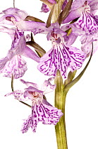 Common spotted orchid (Dactylorhiza fuchsii)  Italy, May, focus-stack-composite image.  meetyourneighbours.net project