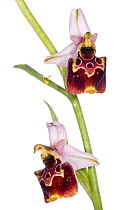 Late Spider orchid (Ophrys fuciflora / holoserica) sibillini form with narrow lips and prominent appendage, Torre Alfina, Italy, May.  meetyourneighbours.net project