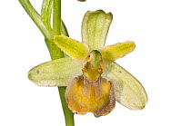 Early spider orchid (Ophrys sphegodes) var flavum, Torre Alfina, Italy, May.  meetyourneighbours.net project