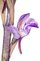 Violet limodore / bird's nest orchid (Limodorum abortivum) widespread in open woodlands throughout the Mediterranean region, Italy, May.  meetyourneighbours.net project