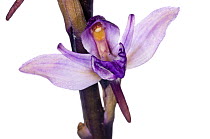 Violet limodore / bird's nest orchid (Limodorum abortivum) widespread in open woodlands throughout the Mediterranean region, Italy, May.  meetyourneighbours.net project