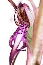 Adriatic Lizard orchid (Himantoglossum adriaticum) Italy, May.  meetyourneighbours.net project