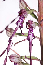 Adriatic Lizard orchid (Himantoglossum adriaticum) Italy, May.  meetyourneighbours.net project