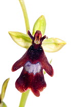 Fly orchid (Ophrys insectifera) grows at woodland edges and in grassland on limestone in Southern Europe, Torre Alfina, Italy, May.  meetyourneighbours.net project