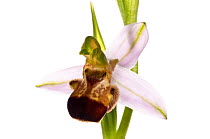 Bee orchid variety (Ophrys apifera var bicolor) an uncommon variety where the pattern on the lip is suppressed, Italy, May.  meetyourneighbours.net project