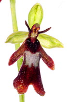 Fly orchid (Ophrys insectifera) grows at woodland edges and in grassland on limestone in Southern Europe, Torre Alfina, Italy, May.  meetyourneighbours.net project