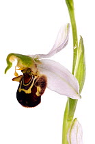Bee orchid (Ophrys apifera) a self fertilising species, locally frequent in the UK on limestone and chalk and widespread throughout Europe, Italy, May.  meetyourneighbours.net project