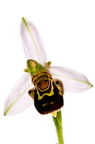 Bee orchid (Ophrys apifera) a self fertilising species, locally frequent in the UK on limestone and chalk and widespread throughout Europe, Italy, May.  meetyourneighbours.net project
