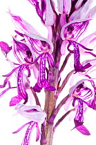 Military orchid (Orchis militaris) widespread in central Europe, rare in the UK, in Italy generally montane and northern, Italy, May.  meetyourneighbours.net project