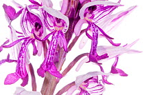 Military orchid (Orchis militaris) widespread in central Europe, rare in the UK, in Italy generally montane and northern, Italy, May.  meetyourneighbours.net project