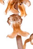 Bird's nest orchid (Neottia nidus-avis) a saprohytic orchid of ancient European woodlands containing little or no chlorophyll, dependent upon mycorrhizal fungi in the tangled bird's nest of roots, Laz...