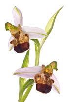 Bee orchid variety (Ophrys apifera var bicolor) an uncommon variety where the pattern on the lip is suppressed, Italy, May.  meetyourneighbours.net project